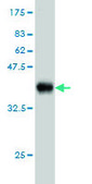 Monoclonal Anti-PDIA5 antibody produced in mouse clone 3A3, purified immunoglobulin, buffered aqueous solution