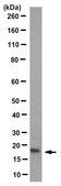 Anti-pro-Orexin Antibody, clone 3H9.3 clone 3H9.3, from mouse