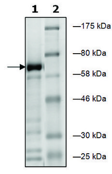 EHMT1 human recombinant, expressed in E. coli, &#8805;63% (SDS-PAGE)