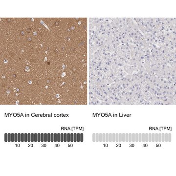 Anti-MYO5A antibody produced in rabbit Prestige Antibodies&#174; Powered by Atlas Antibodies, affinity isolated antibody, buffered aqueous glycerol solution