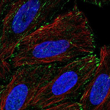 Anti-TM4SF20 antibody produced in rabbit Prestige Antibodies&#174; Powered by Atlas Antibodies, affinity isolated antibody