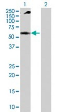 Anti-NUP62 antibody produced in rabbit purified immunoglobulin, buffered aqueous solution