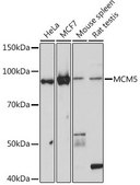 Anti-MCM5 antibody produced in rabbit