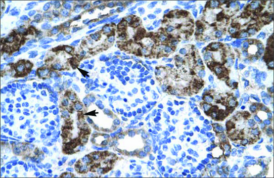 Anti-EN2 antibody produced in rabbit affinity isolated antibody