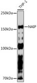 Anti-NAIP Antibody, clone 6B9M10, Rabbit Monoclonal