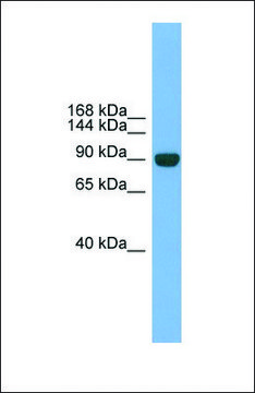 Anti-NPAS2 antibody produced in rabbit affinity isolated antibody