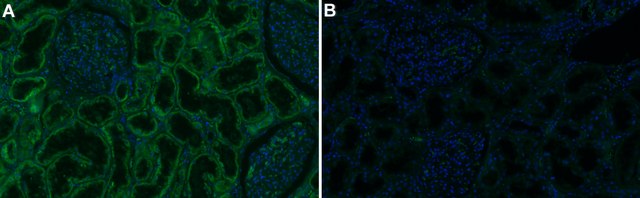 Anti-Biotin Antibody, clone 8H6.8