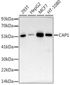 Anti-CAP1 Antibody, clone 9K4I6, Rabbit Monoclonal