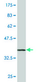 Monoclonal Anti-TRIM25 antibody produced in mouse clone 5C3, purified immunoglobulin, buffered aqueous solution