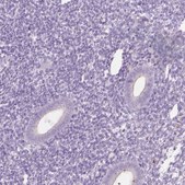 Anti-IL4 antibody produced in rabbit Prestige Antibodies® Powered by Atlas Antibodies, affinity isolated antibody