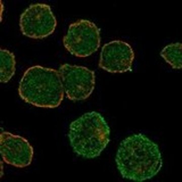 Anti-GALR1 antibody produced in rabbit Prestige Antibodies&#174; Powered by Atlas Antibodies, affinity isolated antibody, buffered aqueous glycerol solution