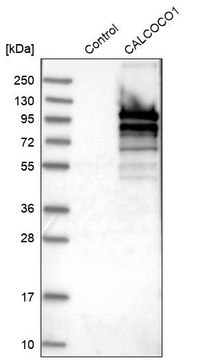 Anti-CALCOCO1 antibody produced in rabbit Prestige Antibodies&#174; Powered by Atlas Antibodies, affinity isolated antibody, buffered aqueous glycerol solution