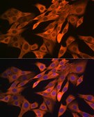 Anti-SRP54 Antibody, clone 1O3J1, Rabbit Monoclonal