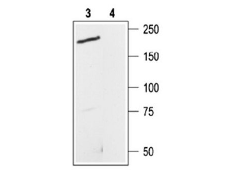 Anti-Transient Receptor Potential Channel 7 Antibody Chemicon&#174;, from rabbit