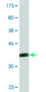 Monoclonal Anti-ATP6V1G3, (C-terminal) antibody produced in mouse clone 3A5, purified immunoglobulin, buffered aqueous solution