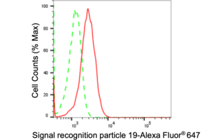 Anti Signal Recognition Particle 19 Antibody, clone 24GB1815, Rabbit Monoclonal clone 24GB1815, recombinant rabbit monoclonal, expressed in HEK293 cells