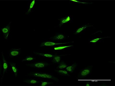 Monoclonal Anti-RCC1, (C-terminal) antibody produced in mouse clone 1C1, purified immunoglobulin, buffered aqueous solution