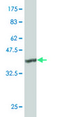 ANTI-TLR4 antibody produced in mouse clone 4B10, purified immunoglobulin, buffered aqueous solution