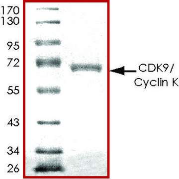 CDK9/CyclinK, active, GST tagged human PRECISIO&#174; Kinase, recombinant, expressed in baculovirus infected Sf9 cells, &#8805;70% (SDS-PAGE), buffered aqueous glycerol solution