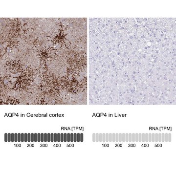 抗 AQP4 兔抗 affinity isolated antibody, Prestige Antibodies&#174; Powered by Atlas Antibodies, buffered aqueous glycerol solution