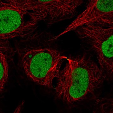 Anti-Rad21 Antibody Produced In Rabbit Prestige Antibodies&#174; Powered by Atlas Antibodies, affinity isolated antibody, buffered aqueous glycerol solution