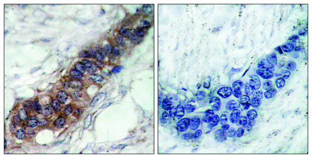 Anti-JAK2 antibody produced in rabbit affinity isolated antibody