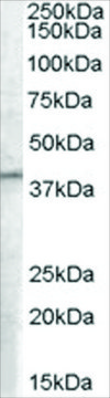 Anti-B5 Receptor/PCID1/EIF3M antibody produced in goat affinity isolated antibody, buffered aqueous solution