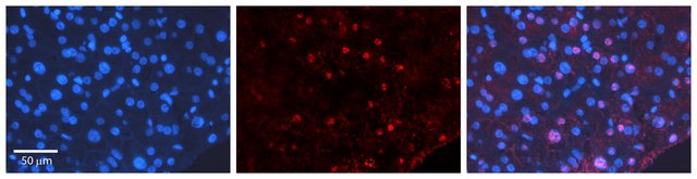 Anti-CEBPD antibody produced in rabbit affinity isolated antibody