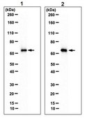 Anti-MEPE Antibody, clone LFMb-33 clone LFMb-33, from mouse