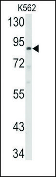 Anti-ABCB5 (N-term) antibody produced in rabbit saturated ammonium sulfate (SAS) precipitated, buffered aqueous solution