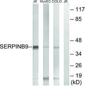 Anti-SERPINB9 antibody produced in rabbit affinity isolated antibody