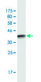 Monoclonal Anti-IGKC antibody produced in mouse clone 1F6, purified immunoglobulin, buffered aqueous solution