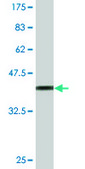 Monoclonal Anti-HOXB5 antibody produced in mouse clone 3F10, purified immunoglobulin, buffered aqueous solution