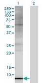 Monoclonal Anti-ARL9 antibody produced in mouse clone 7A2, ascites fluid, solution