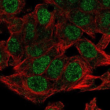 Anti-NSMCE4A antibody produced in rabbit Prestige Antibodies&#174; Powered by Atlas Antibodies, affinity isolated antibody