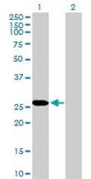 Anti-RBPMS antibody produced in mouse purified immunoglobulin, buffered aqueous solution