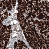 Monoclonal Anti-CPA1 antibody produced in mouse Prestige Antibodies® Powered by Atlas Antibodies, clone CL6607, purified immunoglobulin, buffered aqueous glycerol solution