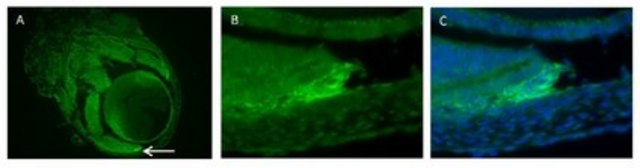 抗-RalDH2（ALDH1A2）抗体 from rabbit, purified by affinity chromatography