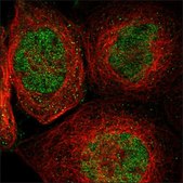 Anti-EZH1 antibody produced in rabbit Prestige Antibodies® Powered by Atlas Antibodies, affinity isolated antibody, buffered aqueous glycerol solution
