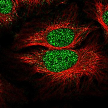 Anti-SLF1 antibody produced in rabbit Prestige Antibodies&#174; Powered by Atlas Antibodies, affinity isolated antibody