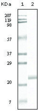 Monoclonal Anti-EPHB4 antibody produced in mouse clone 5B8F7, ascites fluid