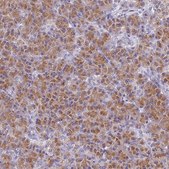 Anti-FAM212A antibody produced in rabbit Prestige Antibodies® Powered by Atlas Antibodies, affinity isolated antibody, buffered aqueous glycerol solution