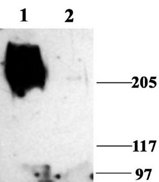 Anti-Sodium Channel Antibody, Voltage Gated, Pan (SP19 Segment) Chemicon&#174;, from rabbit