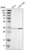 Anti-MFAP3 antibody produced in rabbit Prestige Antibodies® Powered by Atlas Antibodies, affinity isolated antibody, buffered aqueous glycerol solution