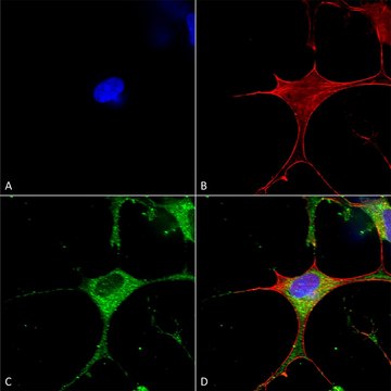 Monoclonal Anti-Glun1-Nr1 - Atto 390 antibody produced in mouse clone S308-48, purified immunoglobulin