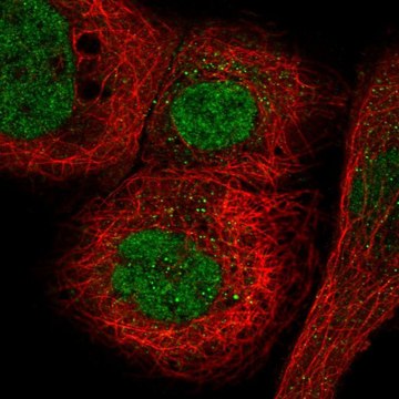 Anti-MORC3 antibody produced in rabbit Prestige Antibodies&#174; Powered by Atlas Antibodies, affinity isolated antibody