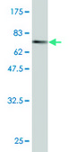 Monoclonal Anti-CTH antibody produced in mouse clone S51, purified immunoglobulin, buffered aqueous solution