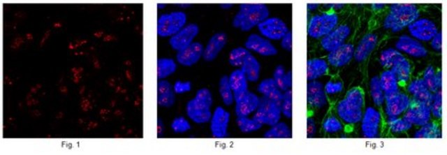 Anti-Zinc finger protein Eos Antibody from rabbit, purified by affinity chromatography