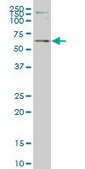 Monoclonal Anti-ERF antibody produced in mouse clone 3F11, purified immunoglobulin, buffered aqueous solution