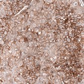 Monoclonal Anti-Fxyd5 Antibody Produced In Mouse Prestige Antibodies® Powered by Atlas Antibodies, clone CL14037, affinity isolated antibody, buffered aqueous glycerol solution